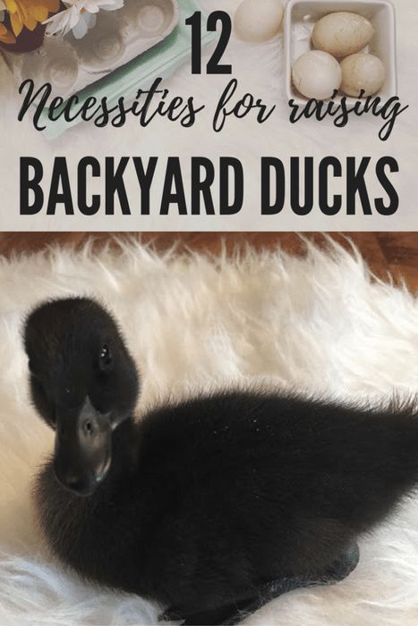 Farming Tips, Duck Pens, Shopping List Printable, Raising Turkeys, Backyard Ducks, Baby Chicks Raising, Duck Coop, Duck Farming, Raising Ducks