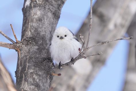 Japanese Bird, Small Insects, Snow Fairy, Wallpaper Doodle, Most Beautiful Birds, Winter Animals, Little Birds, Small Birds, Bird Species