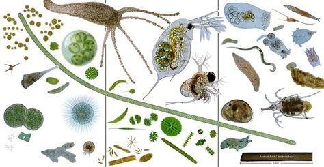 Mic-UK: Micro organism art work Aquatic Ecosystem, Green Algae, Photosynthesis, Organic Matter, Art Work, Fresh Water, Google Search, Water, Art