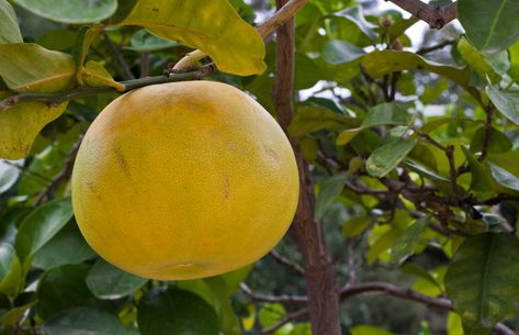 5 non-edible ways to use grapefruit Grapefruit Tree, Cat Repellant, Kinds Of Fruits, Fire Starters, Colour Schemes, Helpful Tips, Grapefruit, Gardening Tips, My Husband