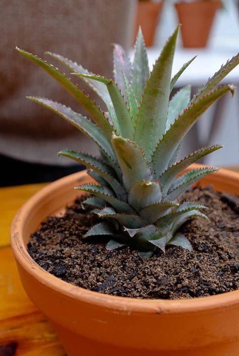 How To Grow A Pineapple Plant From A Pineapple Top Plant Pineapple Top, Grow Pineapple From Top, Planting Pineapple Top, Planting Pineapple, Pineapple Plant Care, Grow Pineapple Plant, Grow Pineapple, Grow A Pineapple, Pineapple Plant