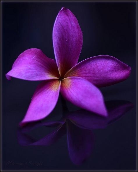 Tropical Passion - Frangipani or Plumeria  - Charmaine Bredenkamp Reflective Photography, Purple Plumeria, Pink Frangipani, Peaceful Sunday, Hawaii Photos, Flowers Hibiscus, Flowers Tropical, Flowers Pretty, Plumeria Flowers