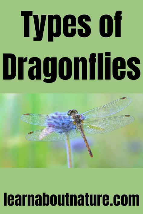 Types of Dragonflies Dragonfly Facts, Dragonfly Life Cycle, Types Of Dragonflies, Nature Website, Dragonfly Eyes, Flying Animals, Dragonfly Images, Rainforest Habitat, Dragonfly Photos