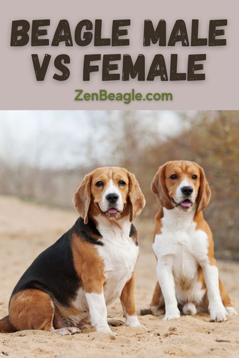 Compare Beagle male and female differences 🐾👨‍👩‍👦‍👦 Our blog post explores their distinct traits and care considerations. Find the paw-fect Beagle companion for your family! 📚🐶 #BeagleGenderDifferences #PetFamily #DogBlog Beagle Hound Mix Dog, Beagle Mix Puppies, Male Vs Female, Fun Personality, Which Is Better, Dog Blog, Beagle Dog, Popular Dog, Mood Swings