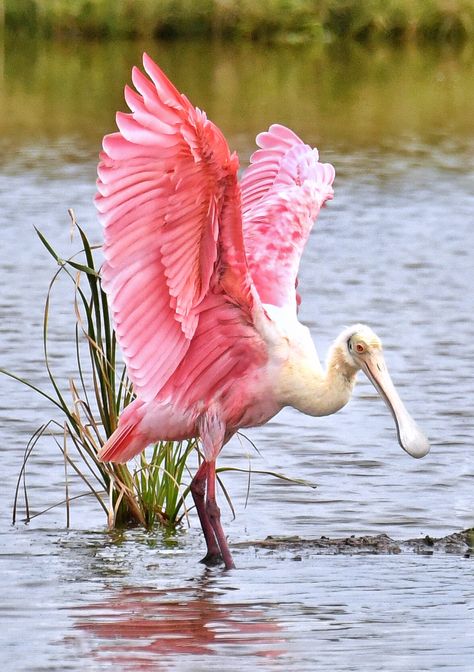 Roseate Spoonbill South Texas by Jeff Clow Florida Birds, Birds Beautiful, Roseate Spoonbill, Coastal Birds, White Poppy, Most Beautiful Birds, Airbrush Art, Pink Bird, Nature Birds