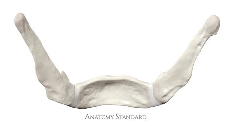 The 3D model of the human hyoid bone Bones Of The Head, Hyoid Bone, Inspo For Writing, Human Anatomy Art, Med School, Back View, Anatomy Art, Human Anatomy, The Head