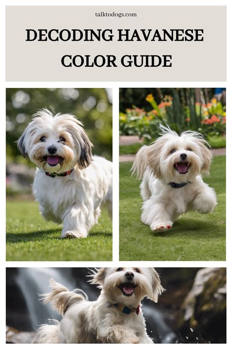 Step away from the ordinary and embrace the extraordinary with Havanese puppies! Say goodbye to basic black and vanilla white because these adorable pups come in a stunning array of colors. From pure snowy white to luscious chocolate brown, their coats showcase a true rainbow of hues. But don't be fooled by their vibrant appearances - these charming companions are more than just eye candy. Havanese Puppy, Dog Status, Black And White Coat, Havanese Puppies, Shy Guy, Havanese Dogs, Coat Trends, Color Guide, Black Pigment