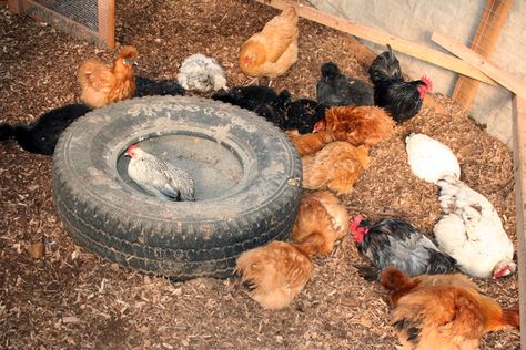 Tire Chicken Dust Bath - PetDIYs.com Diy Chicken Dust Bath, Chicken Dust Bath, Dust Bath For Chickens, Chicken Tips, Cheap Chicken Coops, Urban Chicken Farming, Zoo Ideas, Portable Chicken Coop, Dust Bath