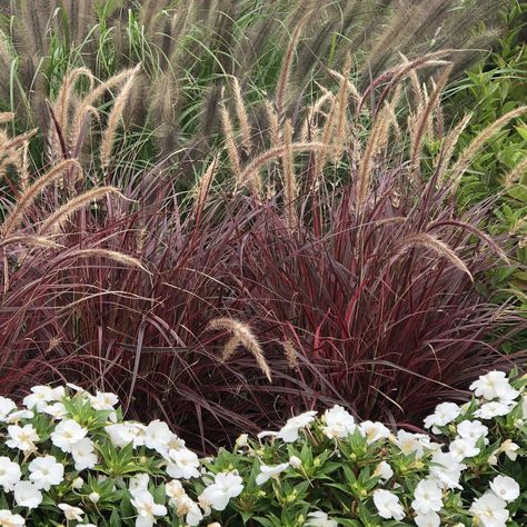 PENNISETUM_GRACEFUL_GRASSES_FIREWORKS_FOUNTAIN_GRASS_VARIEGATED_RED_GC_PENFI_02 Foxtail Plant, Red Fountain Grass, Pennisetum Setaceum, Red Grass, Hillside Garden, Fountain Grass, Red Plants, Purple Plants, Grasses Landscaping