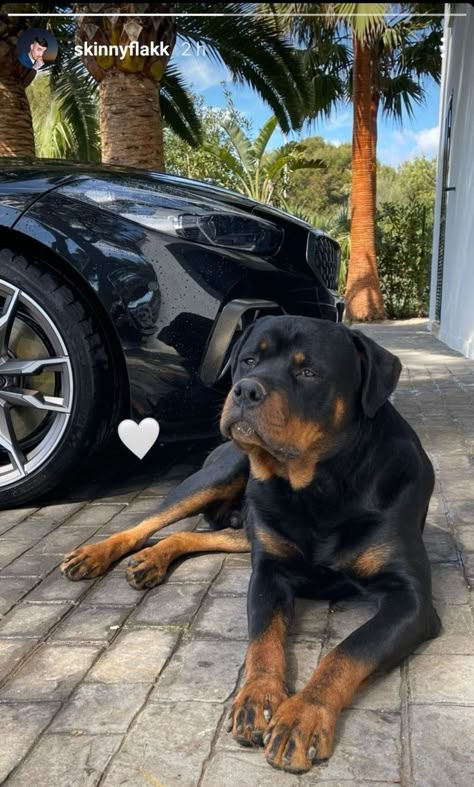 Rottweiler And Doberman, Miniature Rottweiler, Black Rottweiler, Rottweiler Pictures, Puppy Rottweiler, Funny Rottweiler, Senior Dogs Care, Lover Anime, Puppy Black