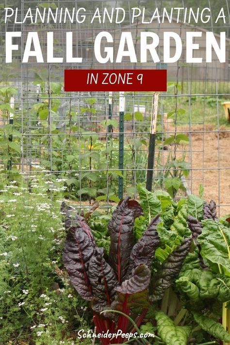 Fall Garden Plan, Arizona Fall Garden, Zone 9 Winter Vegetable Garden, Fall Garden Zone 9, Winter Garden Zone 9, Zone 9 Fall Vegetable Garden, Zone 9 Fall Flowers, Zone 9a Planting Schedule, Zone 9 Planting Schedule