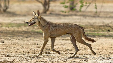 Indian Wolf Photo by Dhaval Vargiya Types Of Wolves, Indian Cobra, Indian Rhinoceros, Mexican Wolf, Indian Wolf, Asiatic Lion, Indian Animals, Sloth Bear, Clouded Leopard