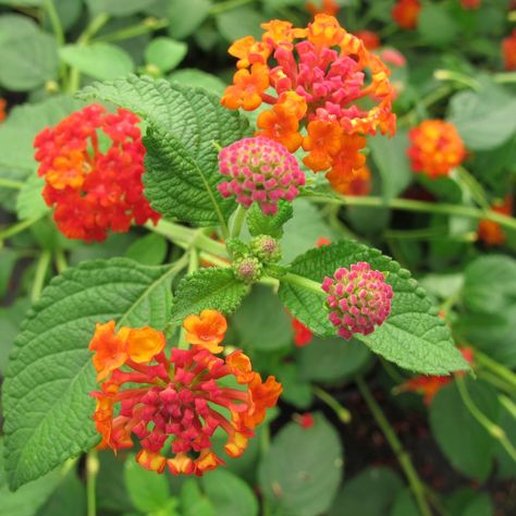 Lantana camara 'Dallas Red' - Shrubs - Plant Type - Boething Treeland Farms Red Lantana, Red Shrubs, Lantana Camara, Planting Shrubs, Plant Identification, Hardy Plants, Plant Pictures, Plant Nursery, Types Of Plants