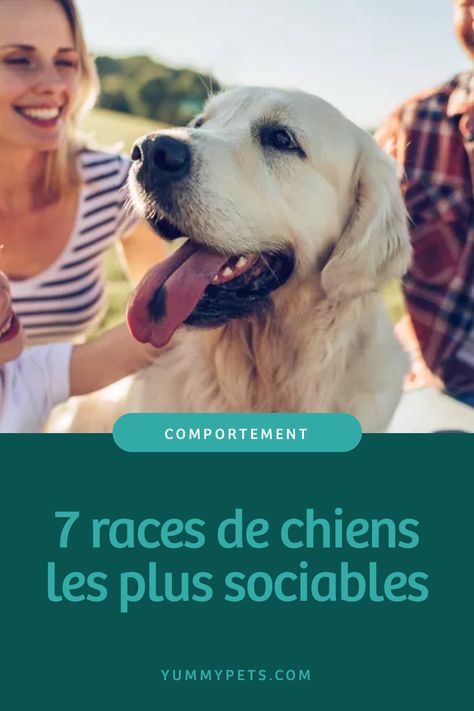 Vous avez une famille nombreuse et/ou plusieurs animaux de compagnie, et vous souhaitez adopter un chien ? C'est tout à fait possible ! Cependant, toutes les races de chiens ne sont pas forcément adaptées à ce mode de vie. Il est donc conseillé de choisir un chien qui pourra s'épanouir à la fois avec vous et ses congénères. Pour vous aider dans votre choix, l'équipe de Yummypets vous propose les 7 races de chiens les plus sociables. Bearded Collie, Best Dog Breeds, Dog Owner, Animals Friends, Dog Adoption, Best Dogs, Dog Breeds, Golden Retriever, Cute Dogs