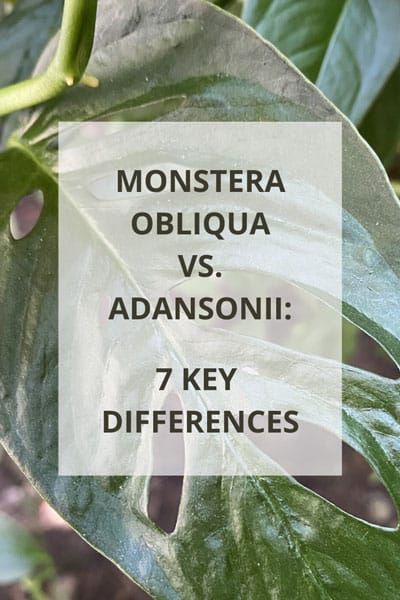 monstera-obliqua-vs-adansonii Monstera Obliqua Care, Monstera Plant Care, Houseplant Collection, Monstera Obliqua, Plant Diary, Monstera Adansonii, Green Things, Pot Plants, Indoor Plant Care