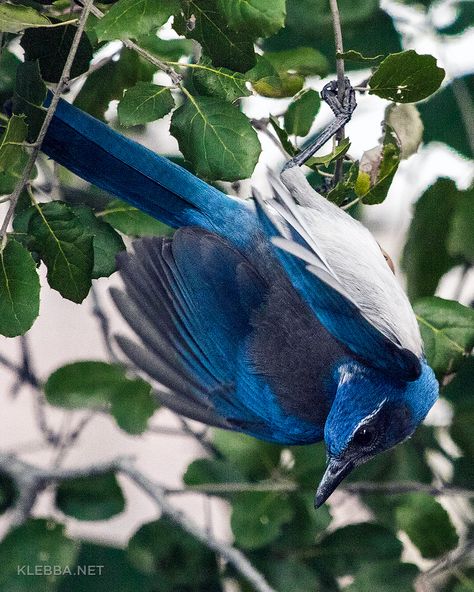 California Scrub Jay, Bird Watching Journal, White Eyebrow, Scrub Jay, Tattoo Chest, Blue Things, Central Valley, Blue Birds, Portrait Inspiration