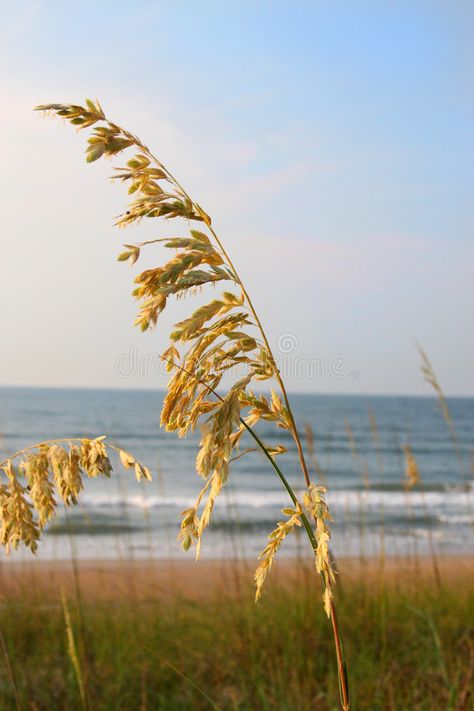 Sea oats. A tall stalk of sea oats against a blue ocean and sky , #AD, #tall, #stalk, #Sea, #oats, #ocean #ad Sea Oats, Reference Photos For Artists, Watercolor Sketchbook, Wedding Art, Reference Photos, Blue Ocean, Oats, Close Up, Photo Image