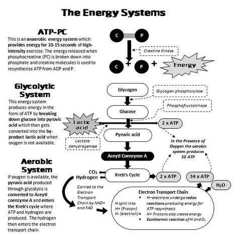 Diagrams make revision so much easier! Exercise Physiology Notes, Btec Sport Revision, Exercise Science, Gcse Pe, Revision Motivation, Biology Revision, Medical Assistant Student, Mcat Study, Anatomy Coloring Book