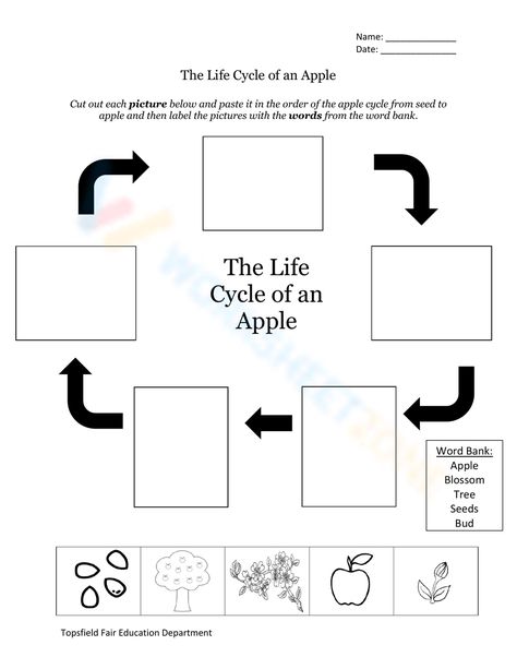 Life Cycle Of An Apple Printable Free, Apple Life Cycle Printable Free, Apple Cycle, Apple Worksheet, Apple Tree Life Cycle, Tree Worksheet, Apple Word, Tree Life Cycle, Apple Life Cycle