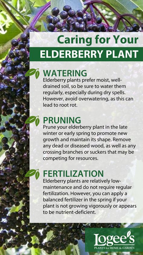 Learn how to keep your elderberry plant healthy and productive with these care tips. Planting Elderberry Bushes, Growing Elderberry Bushes, Full Sun Perennial Flowers, Elderberry Tree, Land Purchase, Elderberry Plant, Elderberry Bush, Growing Trees, Purple Sage