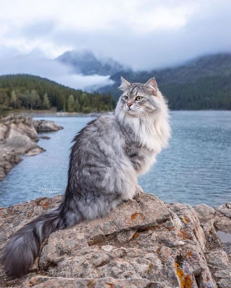 Siberian Forest Cat, Adventure Cat, Wallpaper Cat, House Cat, Siberian Cat, Drawing Cat, Gorgeous Cats, Beautiful Cat Breeds, Forest Cat