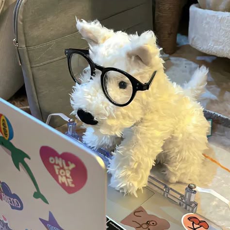 Dog Studying, Aesthetic Dog, Tap Tap, Foto Art, Cute Stuffed Animals, Cute Plush, 귀여운 동물, Cute Icons, Pretty Pictures