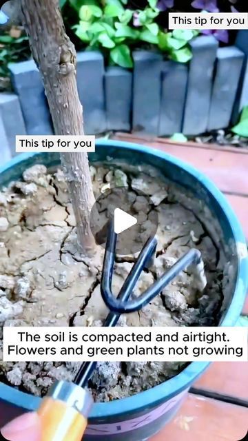 Garden Home Ideas on Instagram: "Easy soil softening formula #garden #gardening #plants #planting #planthacks #gardenhacks #gardeningmakemehappy #gardeningtips #gardeningideas #gardeninspiration #gardenlove" Yard Hacks, Garden Home Ideas, Grafting Plants, Hanging Plants Diy, Growing Trees, Easy House Plants, Vegetable Garden Tips, Garden Remedies, Vegetable Garden Planning