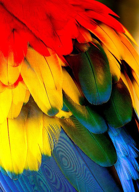 Scarlet Macaw's Feather - if I had a bird that made a big mess, this would be the one. Macaw Feathers, Rainbow Bright, Live Colorfully, Exotic Birds, Over The Rainbow, World Of Color, Birds Of Paradise, Color Of Life, Bird Feathers