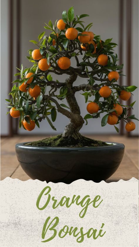 Discover the beauty of the Orange Bonsai tree in our latest blog post! This vibrant bonsai plant not only enhances your space but also brings tranquility and a sense of connection to nature. Learn essential care tips to keep your bonsai thriving, as well as unique styling ideas to showcase its stunning colors. Whether you're a beginner or an experienced enthusiast, our guide will help you nurture your own beautiful bonsai tree. Dive into the art of bonsai today! Bonsai Orange Tree, Fruit Bonsai, Bonsai Fertilizer, Bonsai Fruit Tree, Bonsai Pruning, Garden Hacks Diy, Bonsai Care, Bonsai Tree Care, Beautiful Bonsai