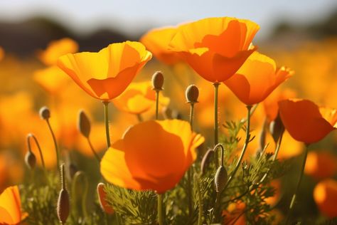 California Poppy Flower Meaning, Symbolism & Spiritual Significance Poppy Flower Meaning, Orange Poppy Flower, California Poppy Flower, Flower Meanings, Orange Poppy, California Poppy, Spiritual Meaning, Medicinal Plants, Poppy Flower