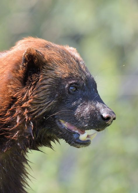 Wolverine Fursona, Wolverine Animal Art, Adam Frankenstein, Wolverine Animal, Bear Aesthetic, Small Mammals, Therian Stuff, Honey Badger, Kindred Spirits