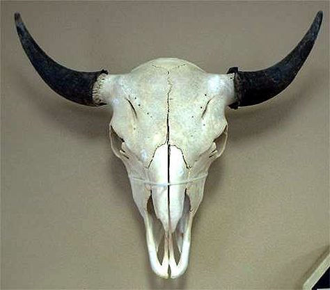 Buffalo Taxidermy, Head Skeleton, Skull Anatomy, Buffalo Skull, Animal Skeletons, Skeleton Skull, Muse Art, Bone Horn, Human Skull