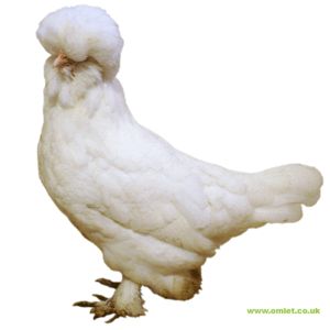 Sultan Chickens | Sultan For Sale Sultan Chicken, Castle Gardens, Castle Garden, Chicken Breeds, Hobby Farms, Raising Chickens, Garden Sculpture, Castle, Birds