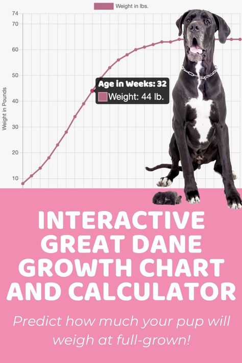 Great Dane Puppy Training, Great Dane Growth Chart, Puppy Growth Chart, Great Dane Size, Merle Great Danes, Funny Creatures, Blue Great Danes, Dane Puppies, Service Dog Training