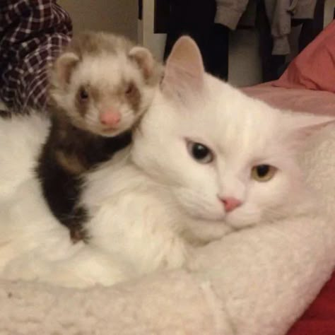 Ferrets Care, Baby Ferrets, A Ferret, Pet Ferret, Cute Ferrets, Funny Pets, Silly Cats Pictures, Animals Cute, Silly Animals