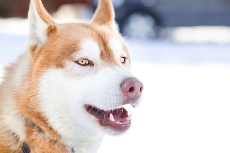 red orange husky with yellow amber eyes Orange Husky, Two Colored Eyes, Illustration Example, Amber Eyes, Dog Eyes, Yellow Eyes, Siberian Husky, Shiba Inu, Lps