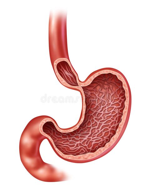 Stomach Anatomy. Of the human internal digestive organ with a medical cross sect #Sponsored , #Paid, #affiliate, #human, #Stomach, #cross, #internal Stomach Diagram, Stomach Anatomy, Human Body Diagram, H Pylori, Body Diagram, Online Doctor, Body Organs, Stomach Pain, Types Of Cancers