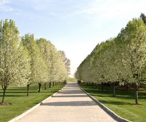 Driveway Entrance Landscaping, Native Plant Landscape, Country Garden Design, Tree Lined Driveway, Driveway Entrance, Driveway Design, Driveway Landscaping, Meditation Garden, French Country Garden