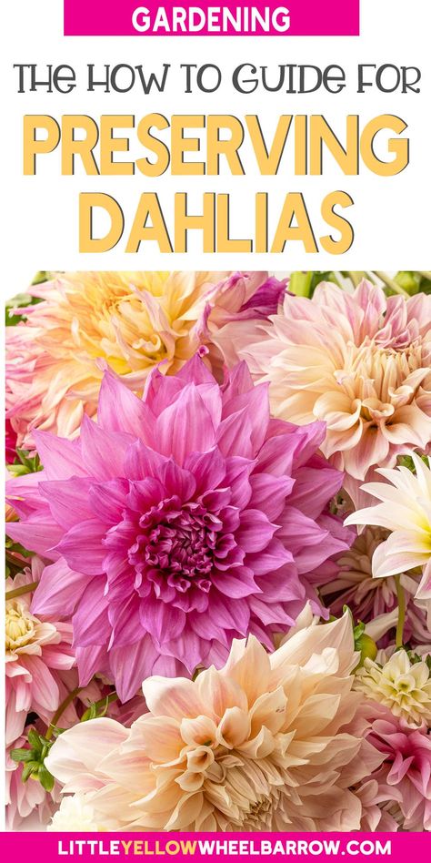 Dahlia Flower Arrangements, Pressed Flowers Diy, Dried Flowers Diy, Flower Business, Dry Plants, Flower Arrangements Diy, Pressed Flower Art, Freshly Picked, Dahlia Flower