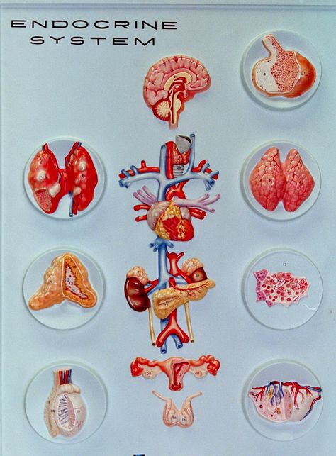 Endocrine System Endocrine System Model, Endocrine System Art, Anatomy Models Labeled, Study Chemistry, Systems Art, Spinal Nerve, Anatomy Models, Human Anatomy And Physiology, Adrenal Glands