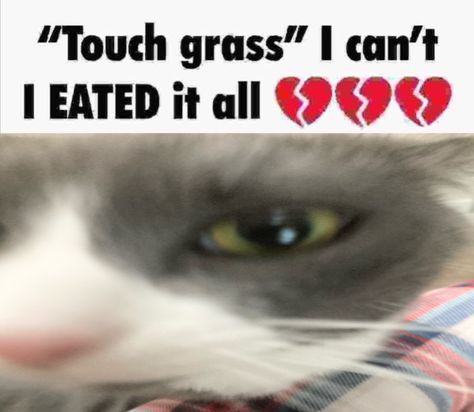 Realest Pictures, Touch Grass I Eated It All, Silly Explosion, Silly Cars, Reaction Images, Silly Cats Pictures, Cat Club, Me Too Meme, Silly Animals