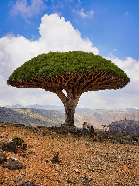 Susanoo God, God Of Sea, Dracaena Cinnabari, Dragon Blood Tree, Dragon Blood, Tree Pruning, Deep Red, Medicine, Trees