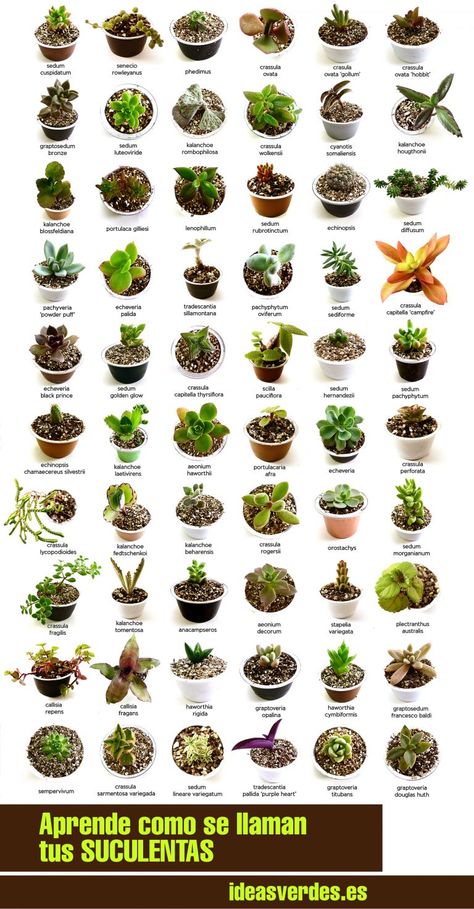 Me He Comprado Una Suculenta Y No Se Como Se Llama - Ideas Verdes Kebun Herbal, Tanaman Sukulen, Tanaman Air, Succulent Outdoor, Types Of Succulents Plants, Kaktus Dan Sukulen, Tanaman Indoor, Tanaman Pot, نباتات منزلية