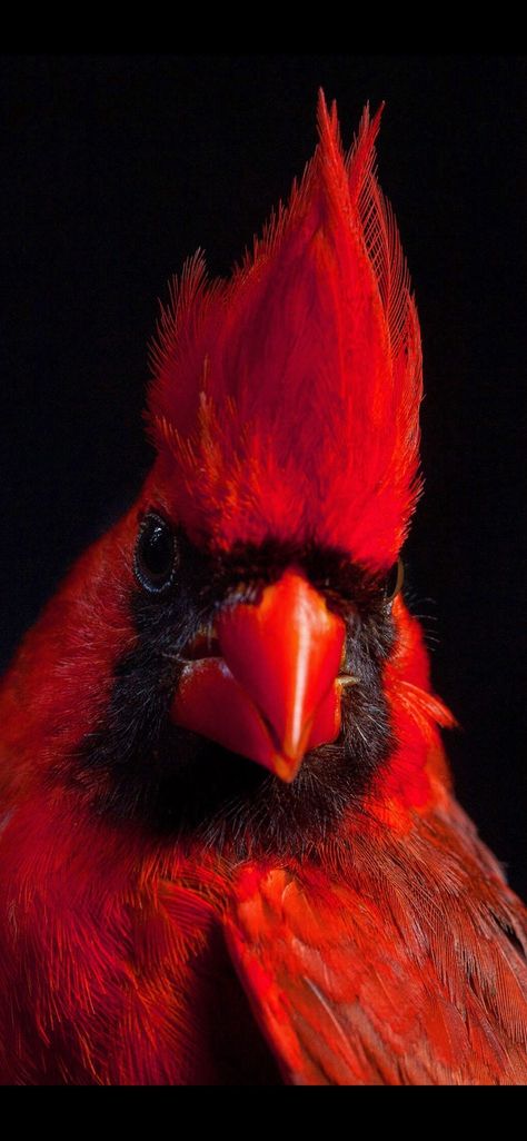 Cardinal Carving, Cardinal Wallpaper, Cardinals Wallpaper, Feathered Fringe, Cardinal Birds Art, Weird Birds, Birds Photography Nature, Red Cardinal Bird, Northern Cardinal