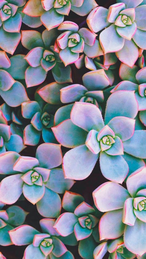 Succulent Wallpaper, Bored Wallpaper, Rainbow Succulent, Succulents Wallpaper, Jewel Tone Color Palette, 2021 Wallpaper, Pink Tips, Amoled Wallpapers, Colorful Succulents