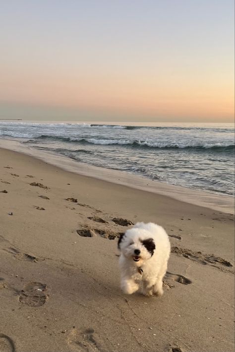 💗, dogs at the beach #puppy #dog #beachdog #beachlife #summer #beach #newportbeach #newport #sunset #beach #dogsofpinterest Dogs Beach, Dog Beach Aesthetic, Beach Dogs Aesthetic, Beach With Dog Pictures, Puppy At Beach, Dogs On Beach, Dog Beach, Newport Beach, Girl And Dog