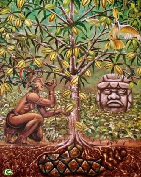 Aztec Culture, Ancient Mayan, Cacao Beans, Chocolate Brands, Theobroma Cacao, Mexican Art, Ancient Civilizations, Vision Board, Trees