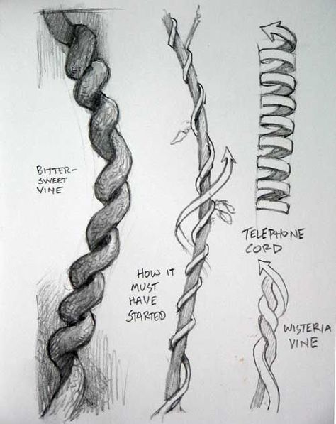 Next time you draw a vine wrapping around a branch, here are a couple things to keep in mind. Each type of vine follows different genetic ru... Jungle Drawing, James Gurney, Creepy Stuffed Animals, Branch Drawing, Vine Drawing, Creepy Drawings, Human Anatomy Drawing, Things To Keep In Mind, Art Students