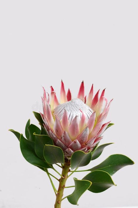 Flower For Background, Flower On Black Background, Flower On White Background, Live Flowers, Protea Art, Tropical Flower Plants, Protea Flower, Australian Native Flowers, Botanical Drawings