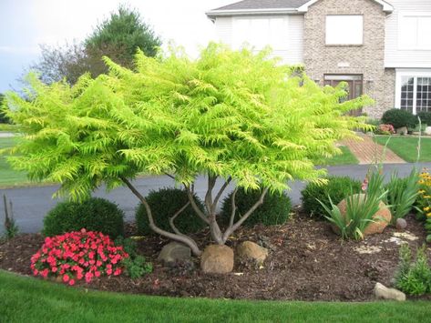 Landscaping Near Front Door, Along House Landscaping Ideas, Sumac Tiger Eyes, Sumac Tree Landscaping, Rhus Typhina Tiger Eyes, Landscaping Ideas For Front Of House Entrance, Tiger Eye Sumac Landscape, Tiger Eye Sumac Tree, Tiger Sumac